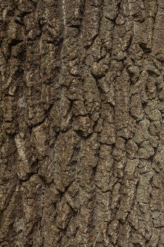 Willow Tree Bark