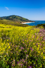 Flowers and view of the Pacific Coast at Garrapata State Park, C