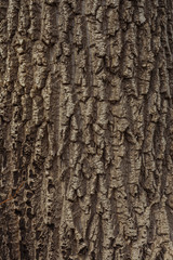 Willow tree bark © ghostdom