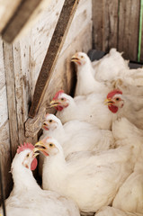 Hens in coop