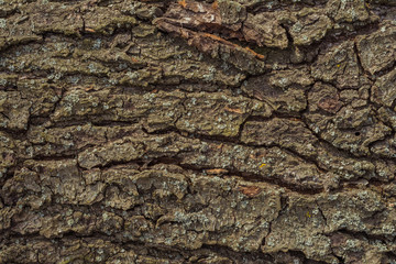 Alder tree bark