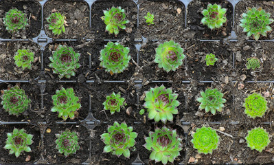 Small Sedum Plants Growing in a Tray