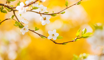 tree flowers at colorful background