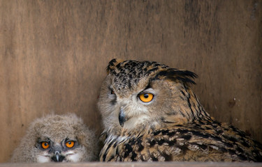 Птица филин. Самка с птенцом.