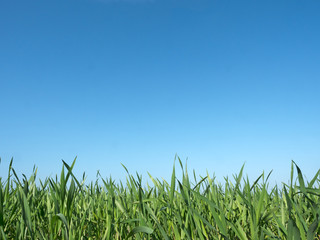 Getreidepflanzen auf dem Feld