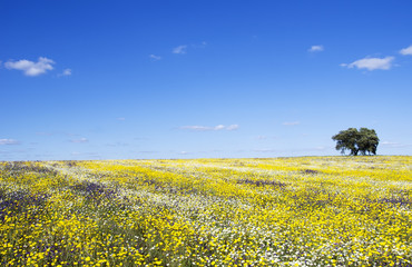 Obraz premium Field of Alentejo region at Spring time