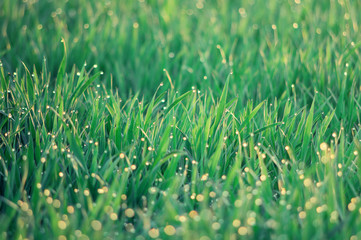 Retro pastel filter of dew drops on green grass