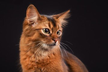 Purebred Somali cat