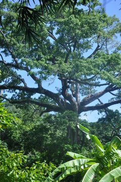 Arbre fromager