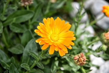 Flor