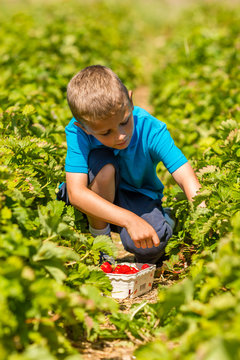 Boy in strawberry field
