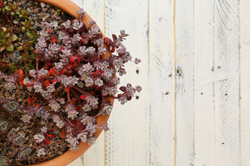 Alpine Garden Sedum Collection White Background