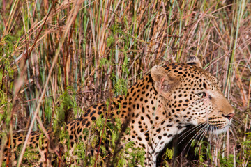 gepard © thefarmer
