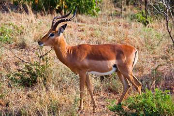 antilope