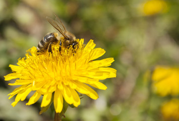 Bee working on yellow dandelion