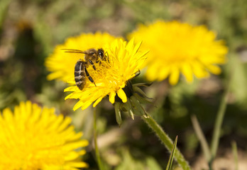 Bee working on yellow dandelion