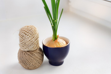Sprouting onion in a glass and two skeins of thread