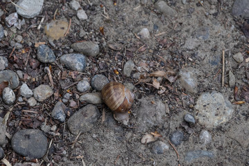 Weinbeerschnecke