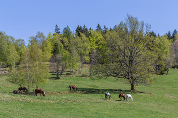 chevaux au pr&eacute;
