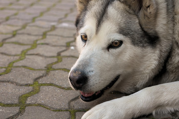 Alaskan malamute dog