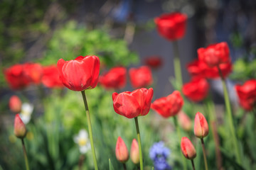 red tulips