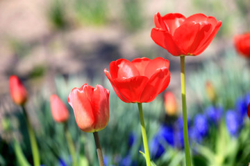 Obraz premium Nice red tulips park