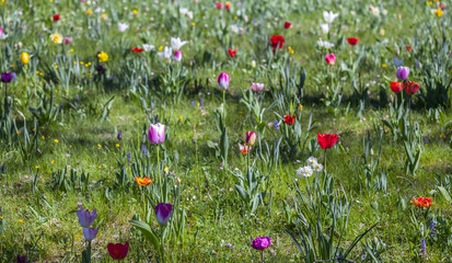 Panoramic view of a field of tulips