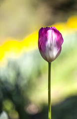 Single pink tulip flower on a colored background