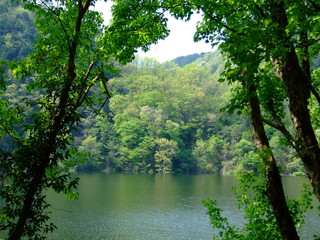Fototapeta na wymiar 奥矢作湖の雑木林