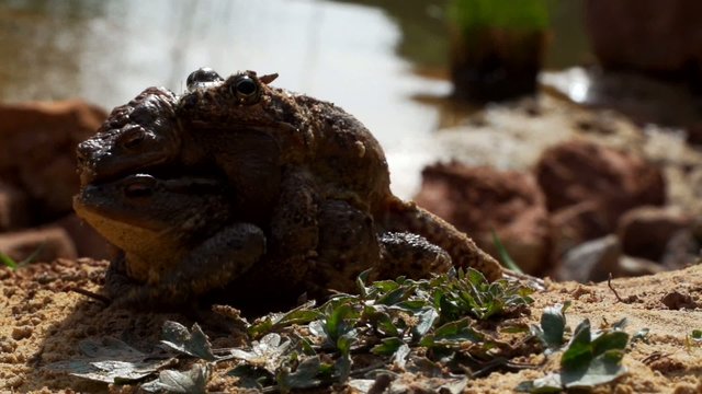 Erdkröten im Frühjahr