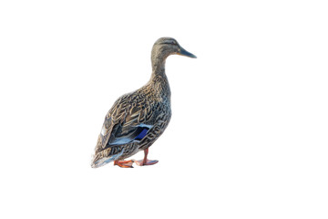 Duck isolated on white