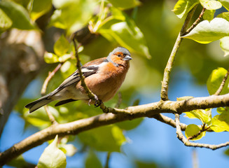 common chaffinch bird perched on a branch