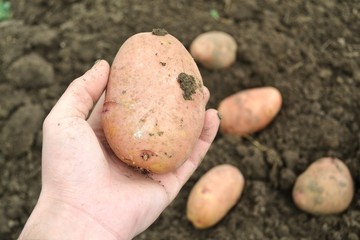 Картошка в руке