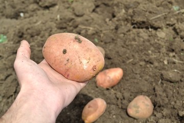 Картошка в руке