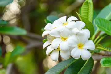 Frangipani flowers