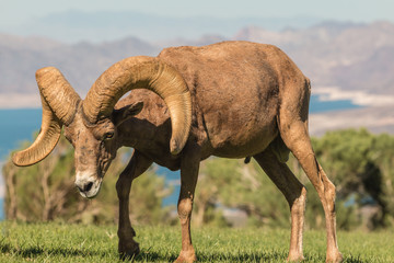 Desert Bighorn Sheep Ram
