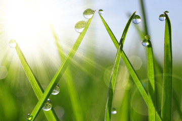 Fototapeta premium Fresh green grass with dew drops closeup. Nature Background