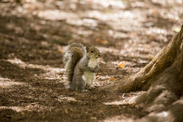 Grey Squirrel (Sciurus carolinensis)