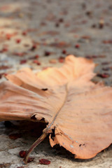 Fototapeta na wymiar Dried leaves