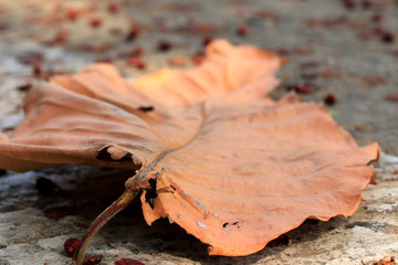 Dried leaves