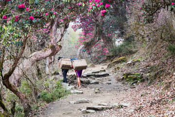 People trekking scenic trail with Rhododendron flower in Nepal