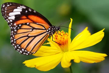 Crédence en verre imprimé Papillon Butterfly