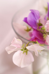 Sweet peas flower