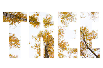 Word TREE over trees with yellow leaves against the sky. Bottom