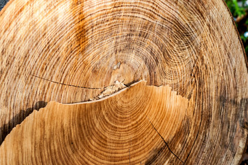 Naklejka premium Baumstamm