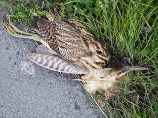 Dead Eurasian aka great bittern, Botaurus stellaris, by roadside