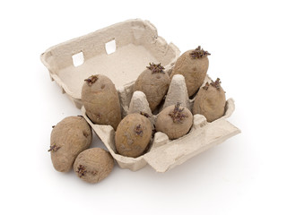 Seed potatoes chitting in egg box, on white.