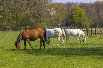 Obraz na płótnie Canvas Horses on a spring pasture