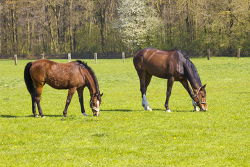 Naklejka na ściany i meble Horses on a spring pasture
