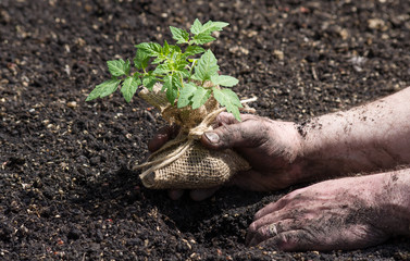 Tomato Seedling Being Planted